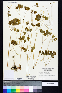 Thalictrum clavatum image