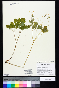 Thalictrum clavatum image