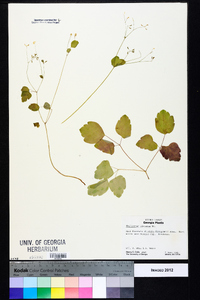 Thalictrum clavatum image