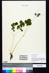 Thalictrum clavatum image