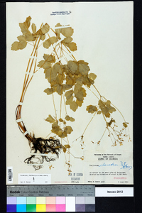 Thalictrum clavatum image