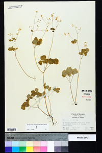 Thalictrum clavatum image