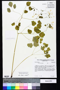 Thalictrum clavatum image