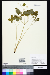 Thalictrum clavatum image