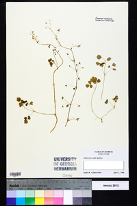 Thalictrum debile image