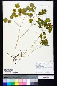 Thalictrum dioicum image