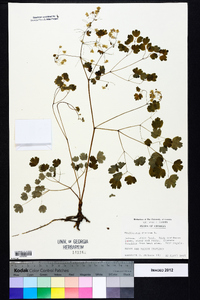 Thalictrum dioicum image