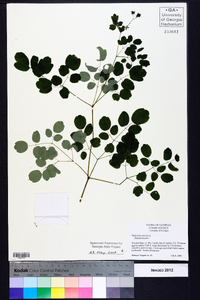 Thalictrum dioicum image