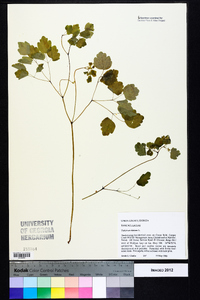 Thalictrum dioicum image