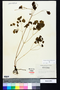 Thalictrum dioicum image