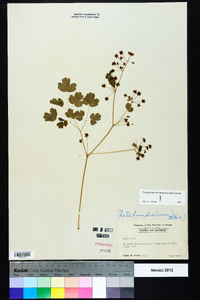 Thalictrum dioicum image