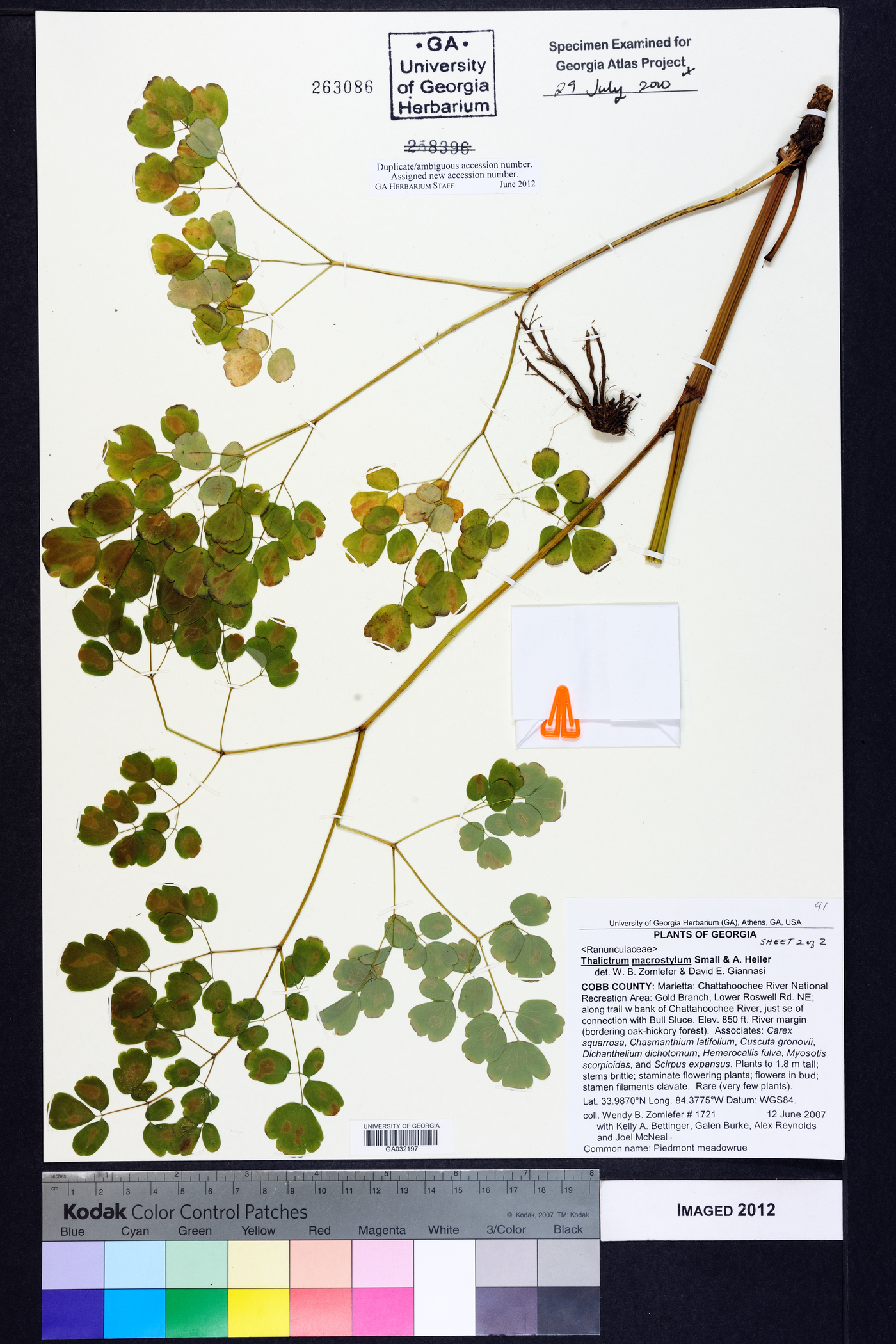 Thalictrum macrostylum image