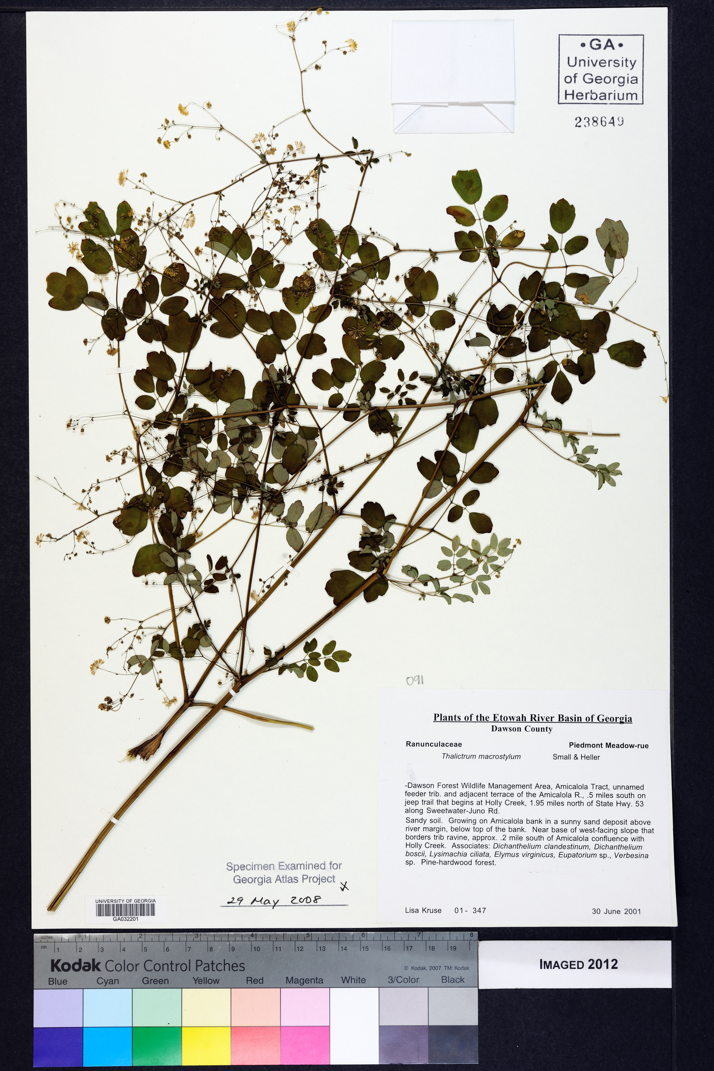 Thalictrum macrostylum image