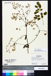 Thalictrum pubescens image