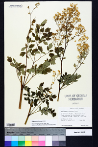 Thalictrum pubescens image