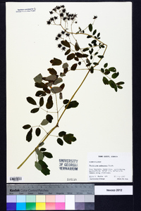 Thalictrum pubescens image