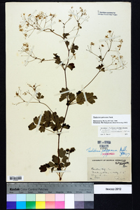 Thalictrum pubescens image