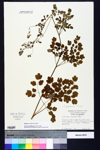 Thalictrum pubescens image