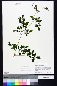 Thalictrum pubescens image