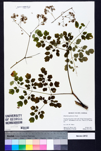 Thalictrum pubescens image