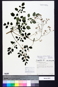 Thalictrum pubescens image