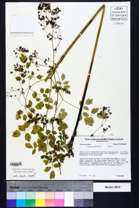 Thalictrum pubescens image