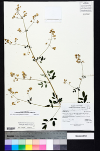 Thalictrum pubescens image