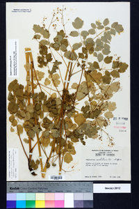 Thalictrum pubescens image