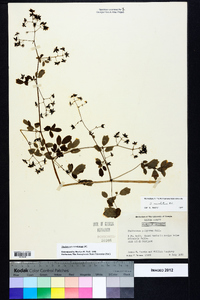 Thalictrum amphibolum image