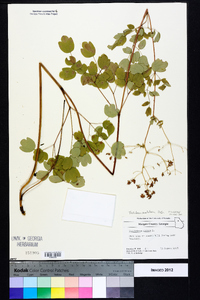 Thalictrum amphibolum image