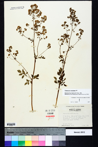 Thalictrum amphibolum image