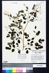 Thalictrum amphibolum image