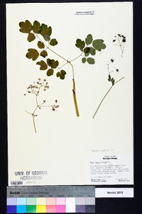 Thalictrum amphibolum image