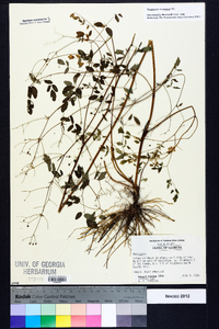 Thalictrum amphibolum image