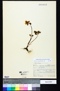 Thalictrum thalictroides image