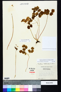 Thalictrum thalictroides image