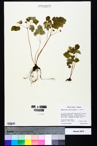 Thalictrum thalictroides image