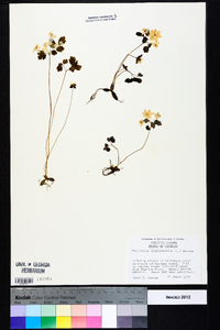 Thalictrum thalictroides image