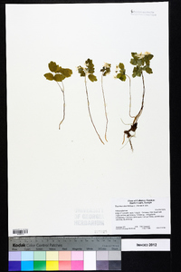 Thalictrum thalictroides image