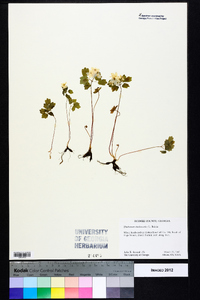 Thalictrum thalictroides image