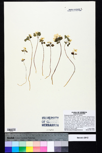 Thalictrum thalictroides image