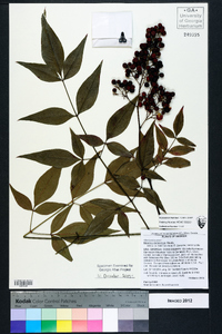 Nandina domestica image