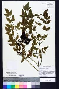 Nandina domestica image