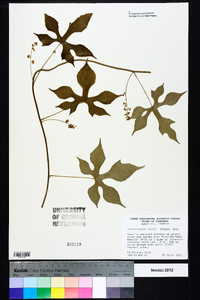 Calycocarpum lyonii image