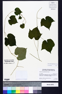 Calycocarpum lyonii image