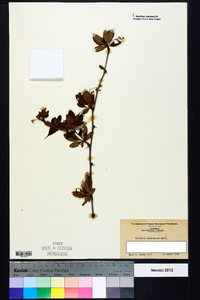 Berberis canadensis image