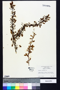 Berberis thunbergii image