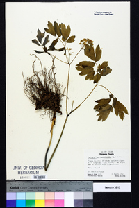 Caulophyllum thalictroides image