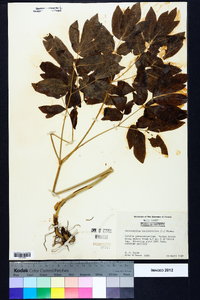 Caulophyllum thalictroides image