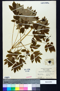 Caulophyllum thalictroides image